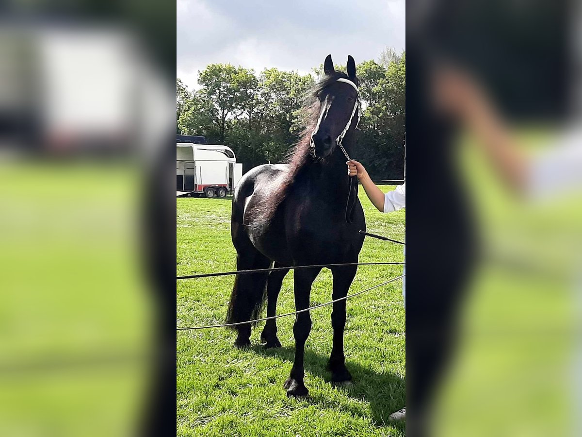Fries paard Merrie 8 Jaar 164 cm Zwart in Budel