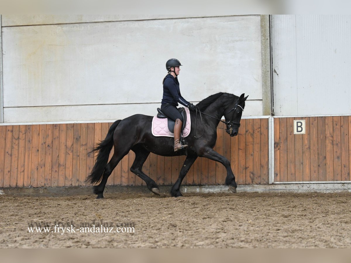 Fries paard Merrie 8 Jaar 165 cm Zwart in Mijnsheerenland