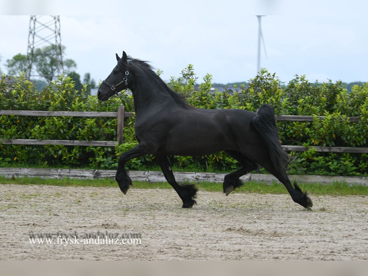 Fries paard Merrie 8 Jaar 167 cm Zwart in Mijnsheerenland