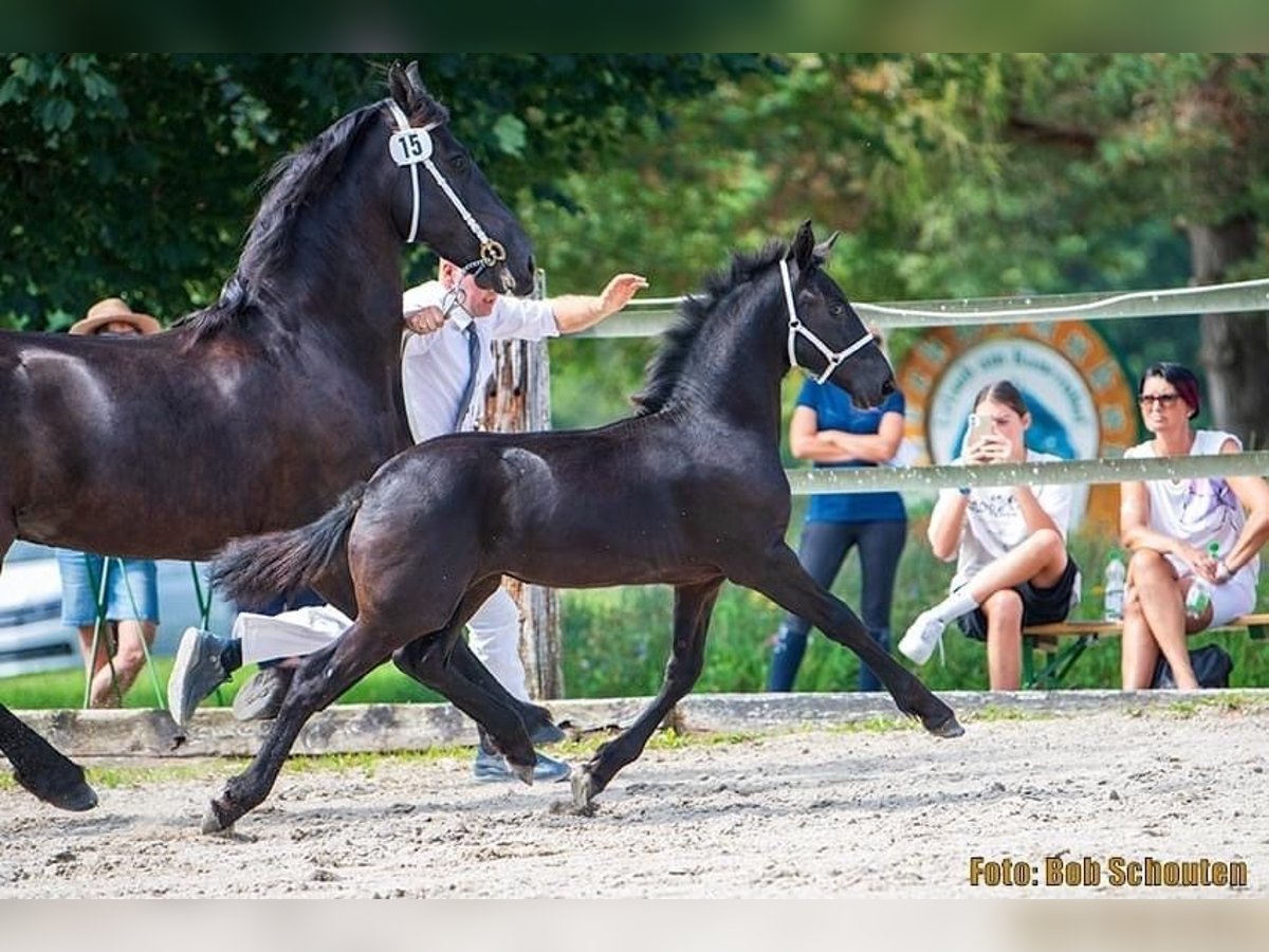 Fries paard Merrie 8 Jaar Zwart in Strengberg