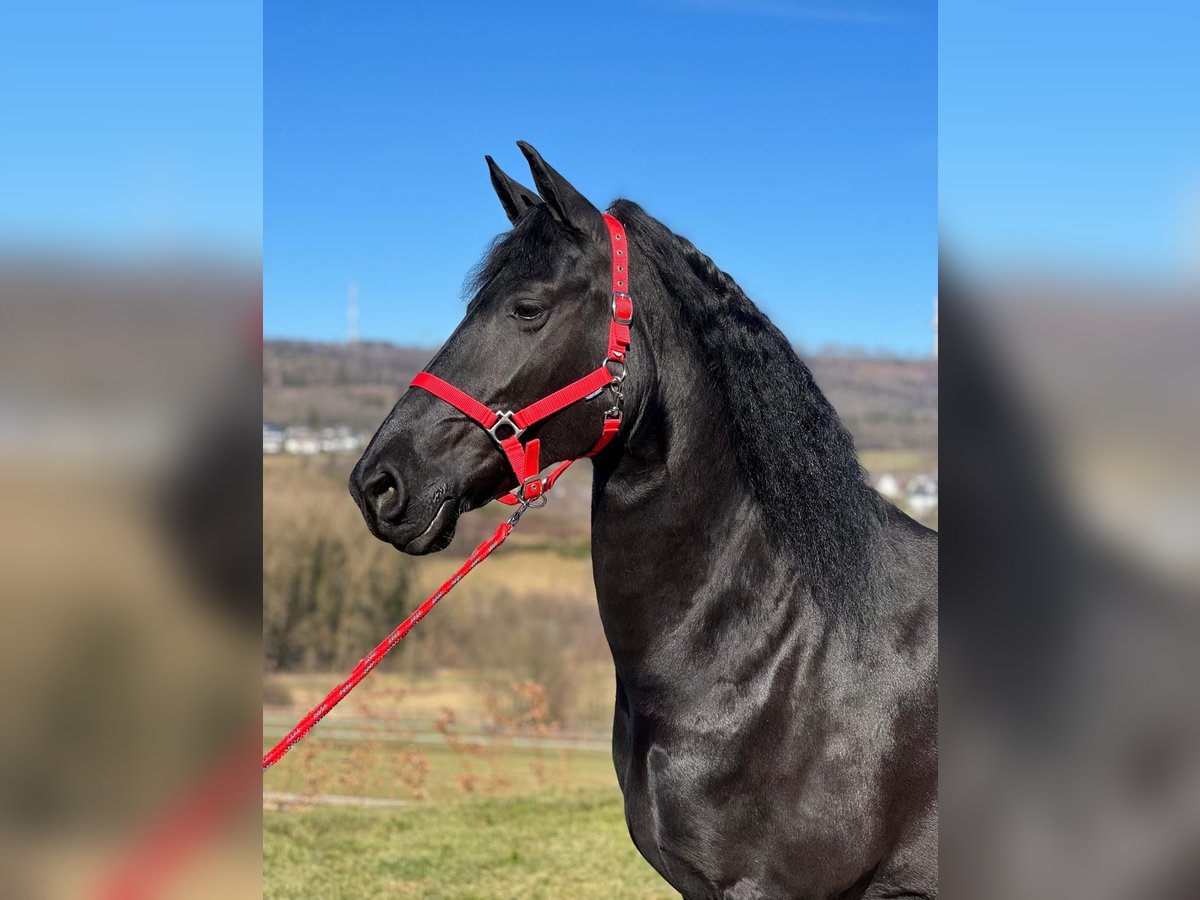 Fries paard Merrie 9 Jaar 158 cm Zwart in MeinerzhagenMeinerzhagen