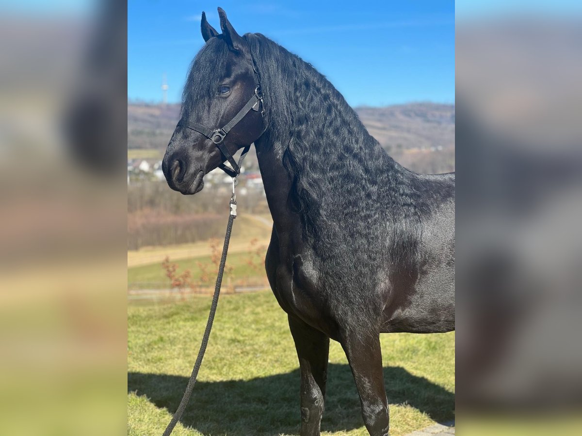 Fries paard Merrie 9 Jaar 162 cm Zwart in MeinerzhagenMeinerzhagen