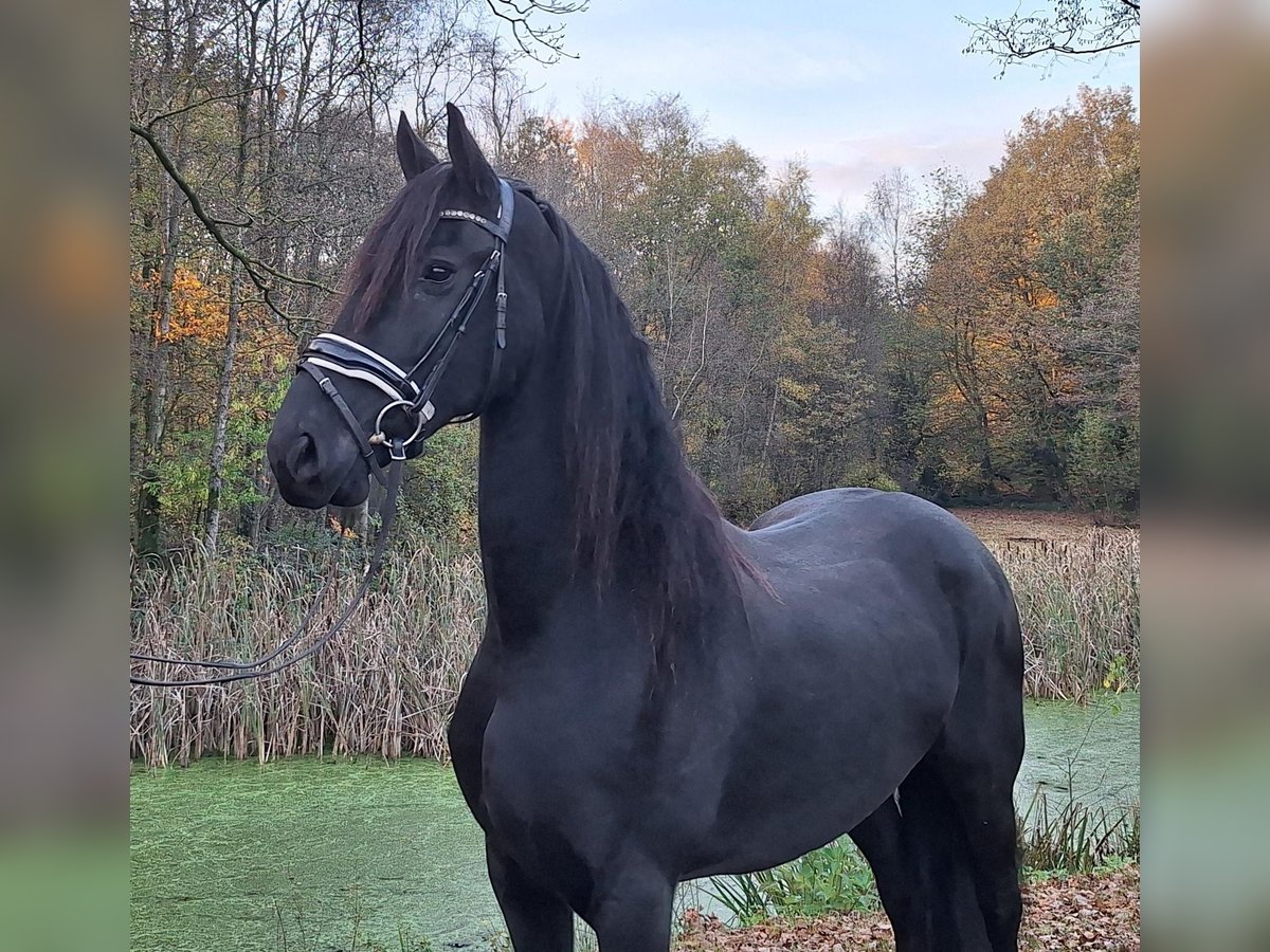 Fries paard Merrie 9 Jaar 165 cm Zwart in Dalen