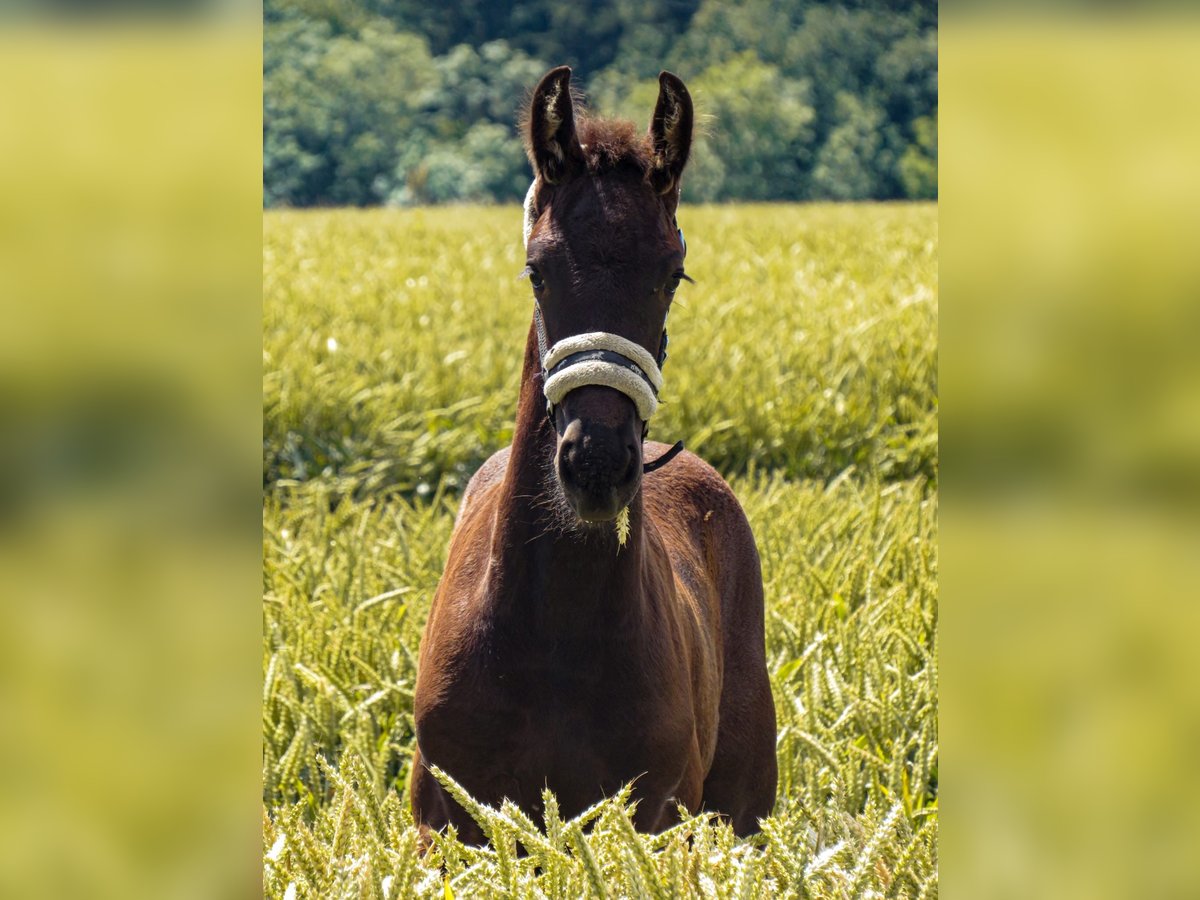 Fries paard Merrie veulen (05/2024) 164 cm Zwart in Gustow