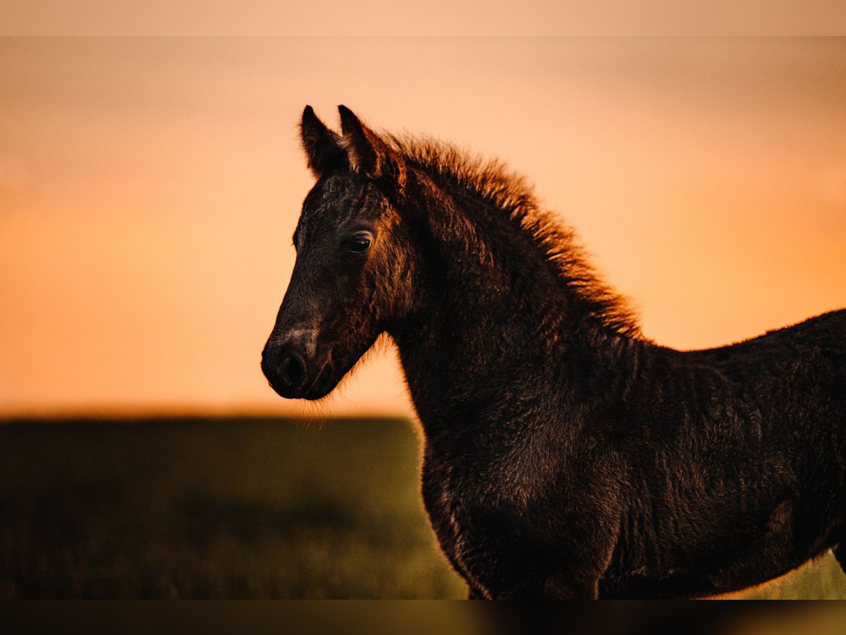 Fries paard Mix Merrie Veulen (03/2025) 165 cm Zwart in Ort im Innkreis
