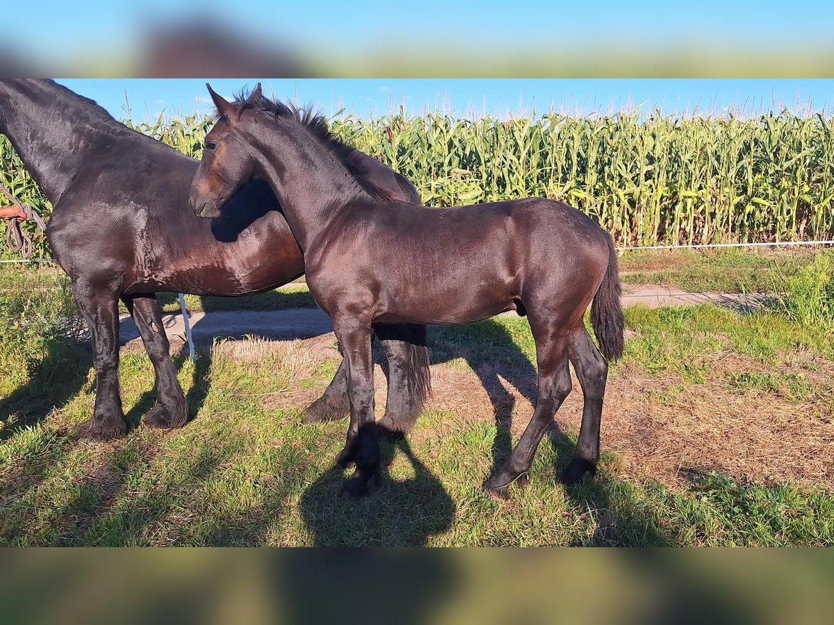 Fries paard Merrie Veulen (01/2025) in Malcz&#xF3;w
