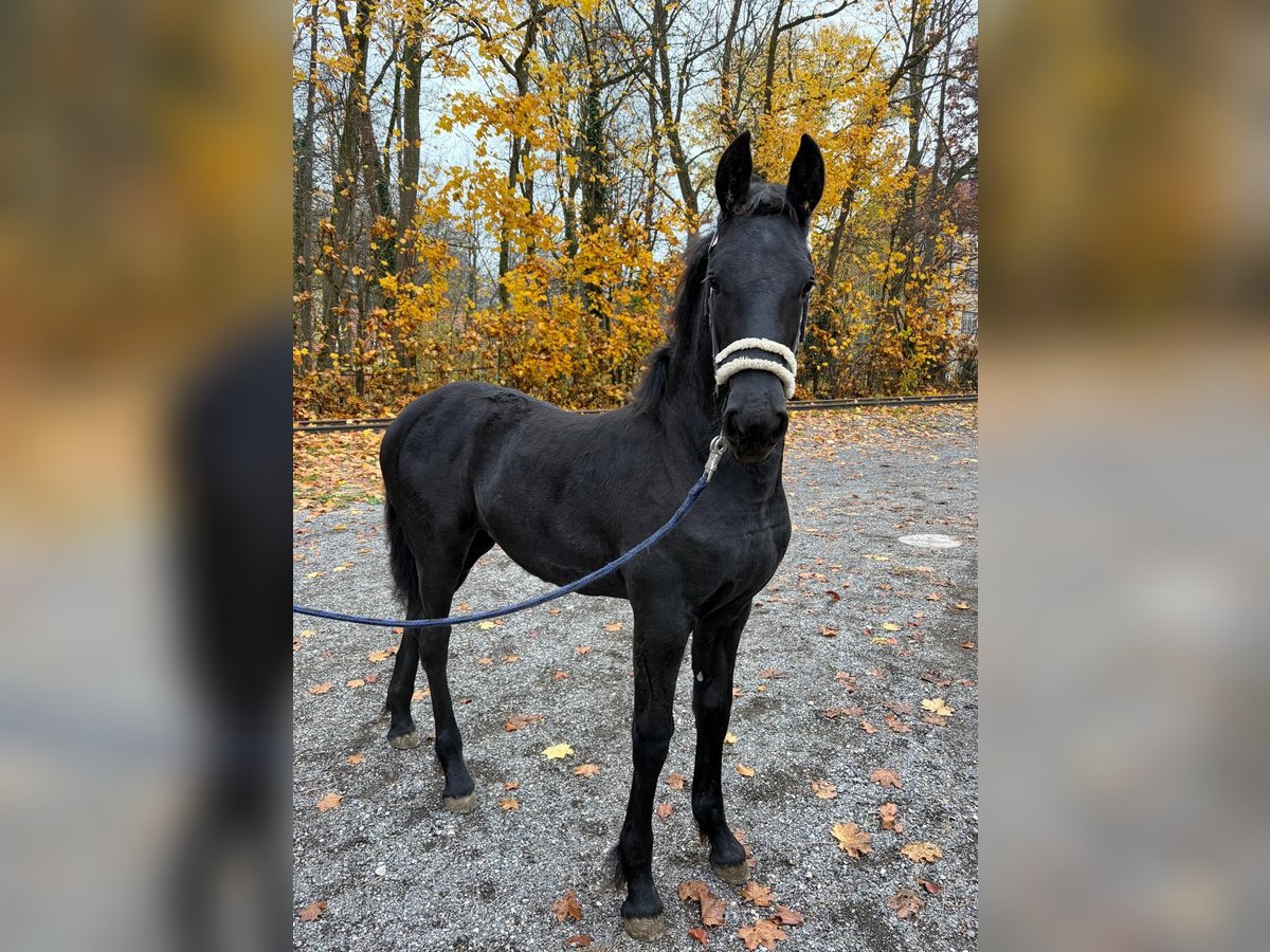 Fries paard Merrie Veulen (06/2025) in Oberweis
