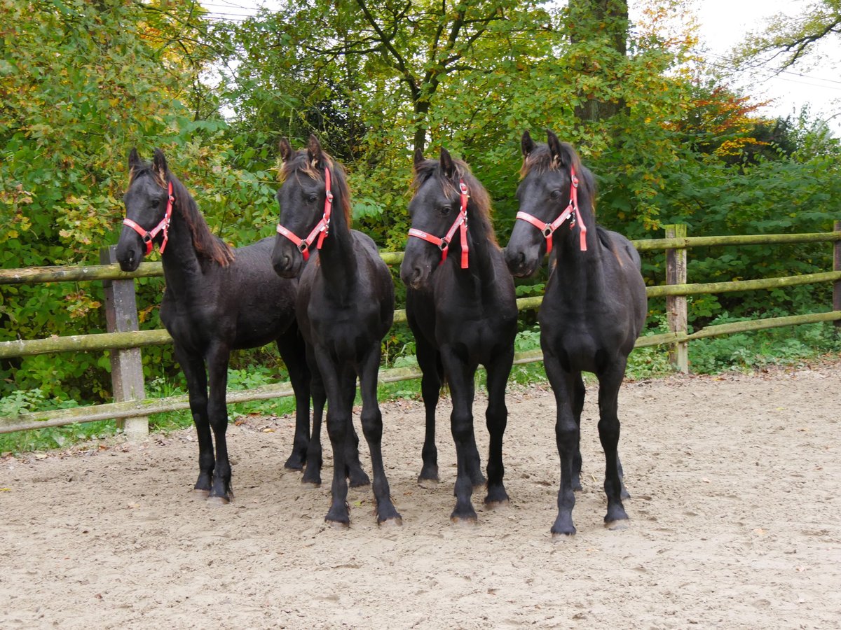 Fries paard Merrie veulen (04/2024) in Dorsten