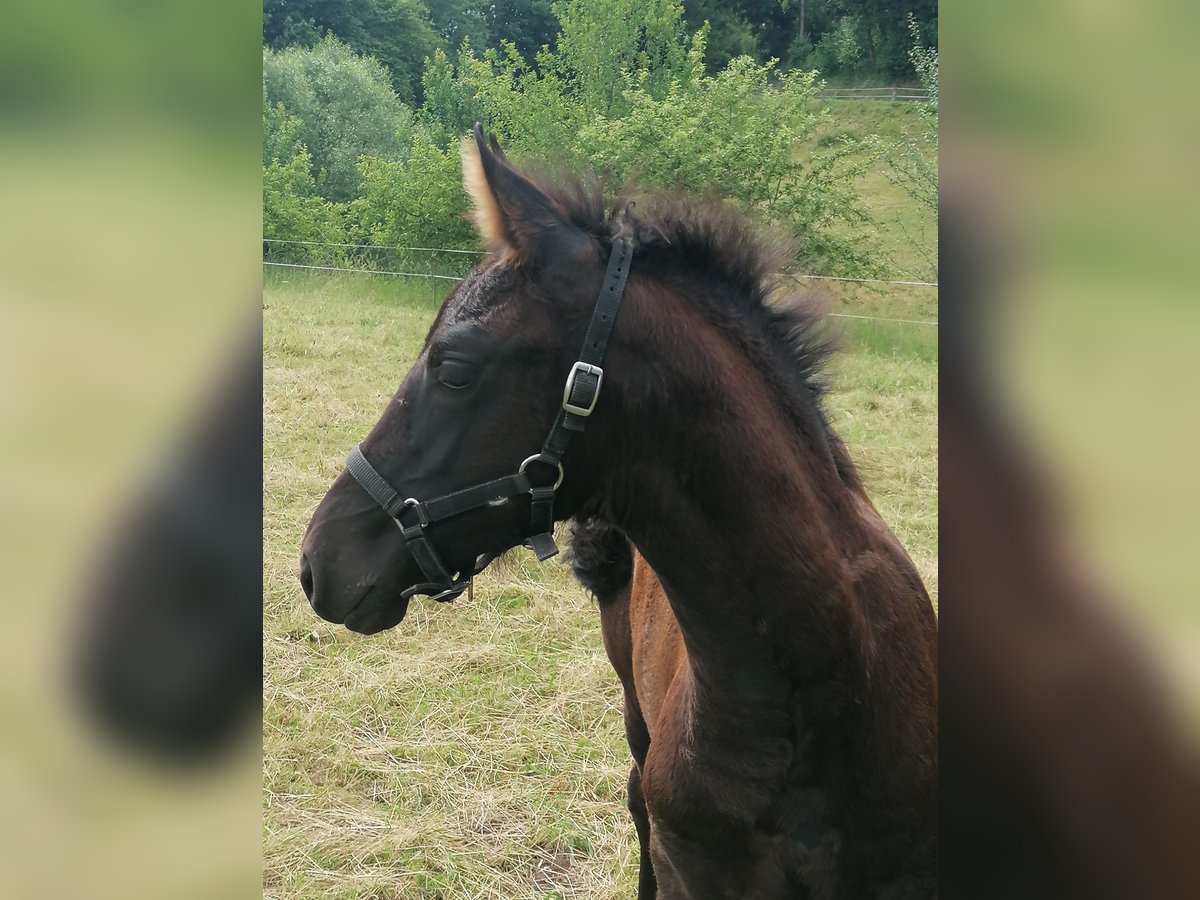 Fries paard Merrie veulen (04/2024) Zwart in Flieden