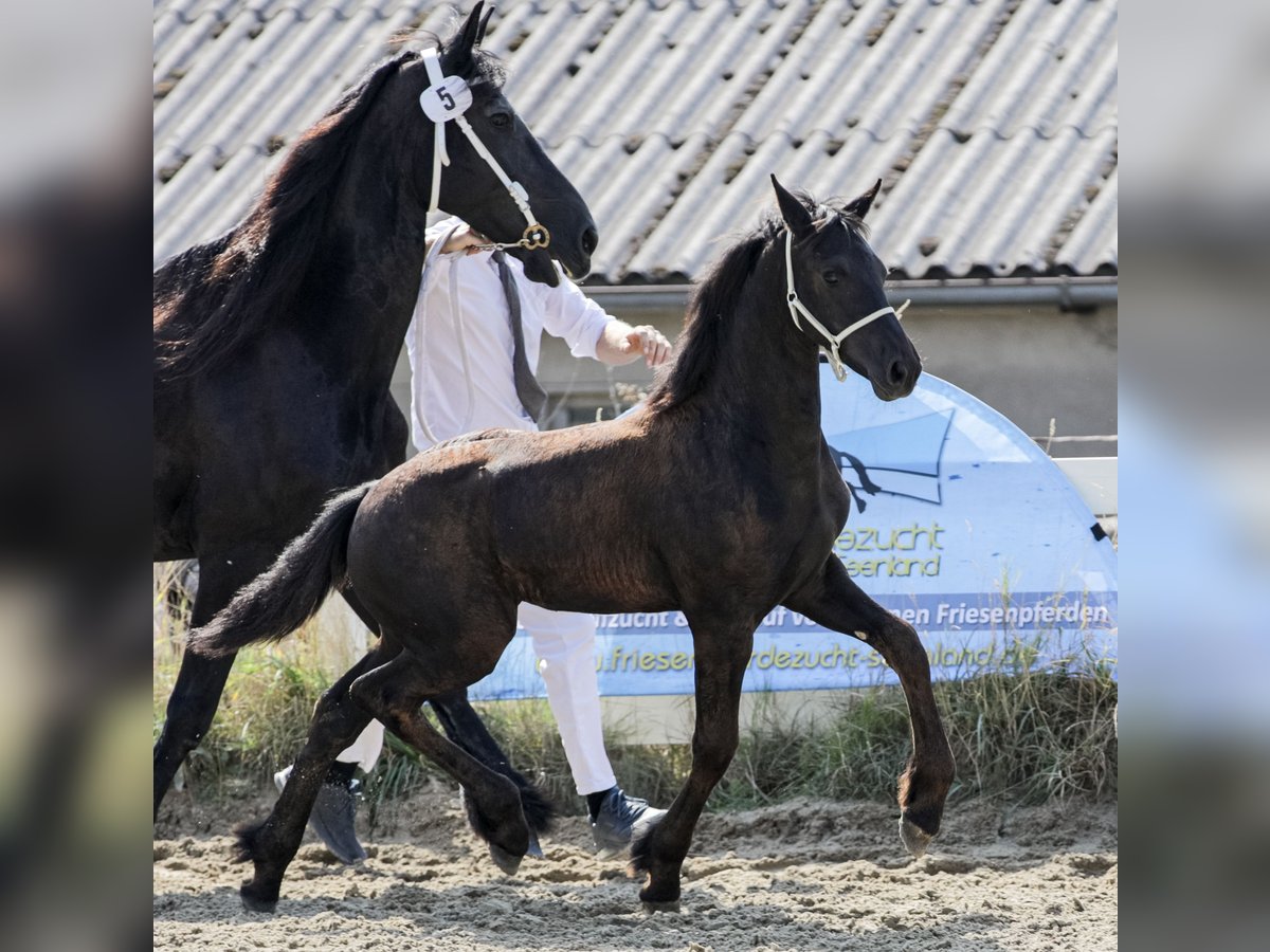 Fries paard Merrie  Zwart in Wallerstein