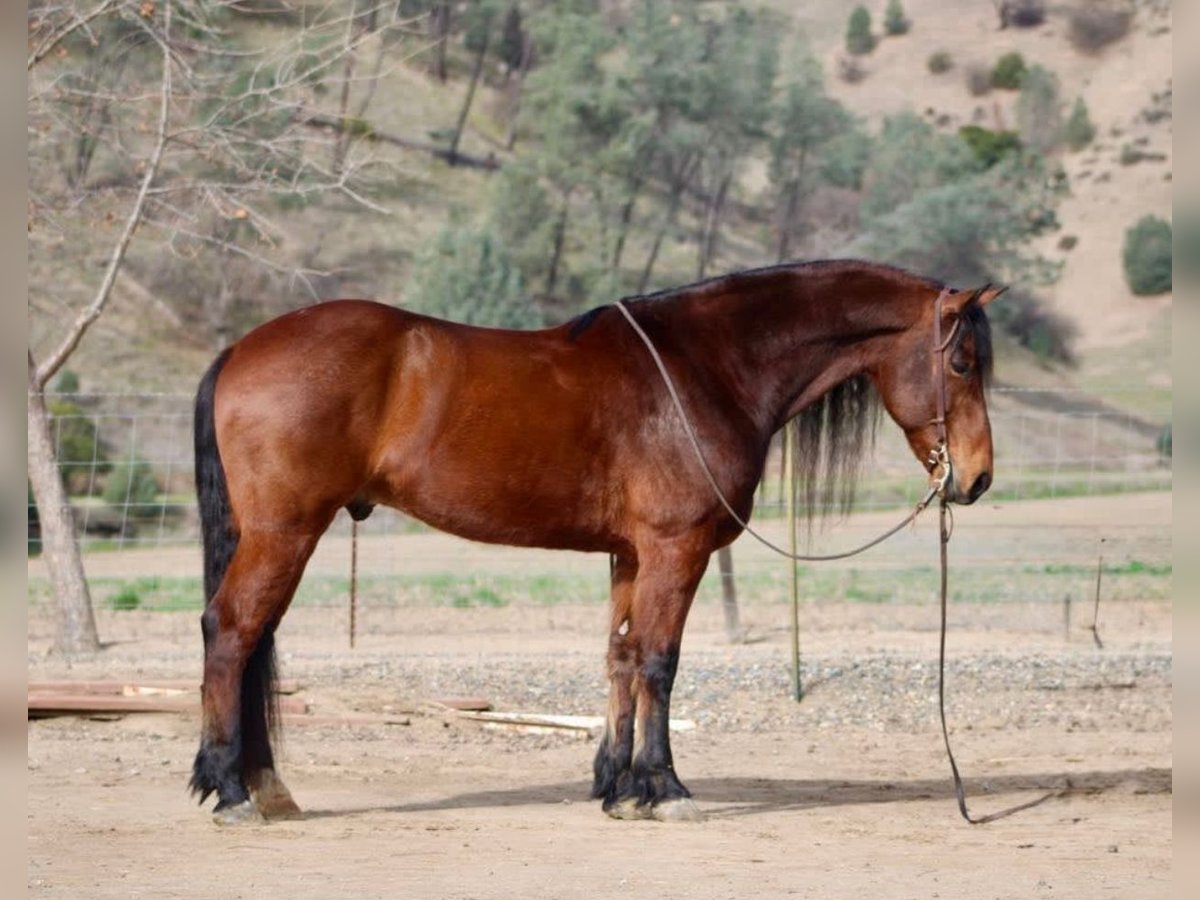 Fries paard Ruin 10 Jaar 152 cm Roodbruin in Chappell Hill