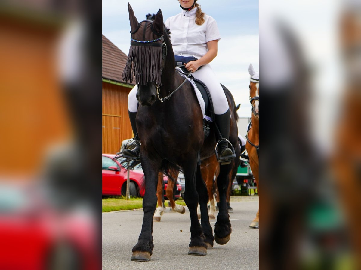 Fries paard Ruin 11 Jaar 162 cm Zwart in Isny im Allg&#xE4;u