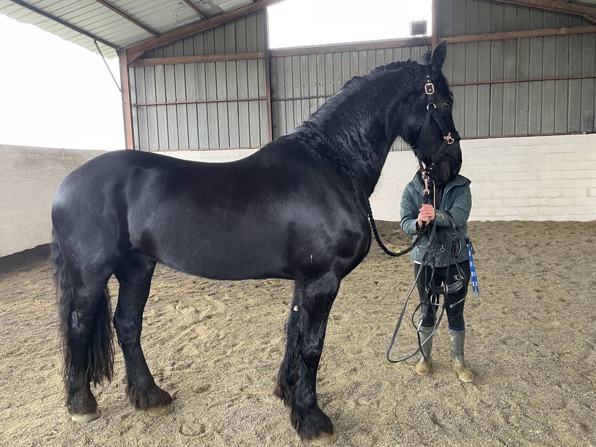 Fries paard Ruin 11 Jaar 174 cm Zwart in Larra