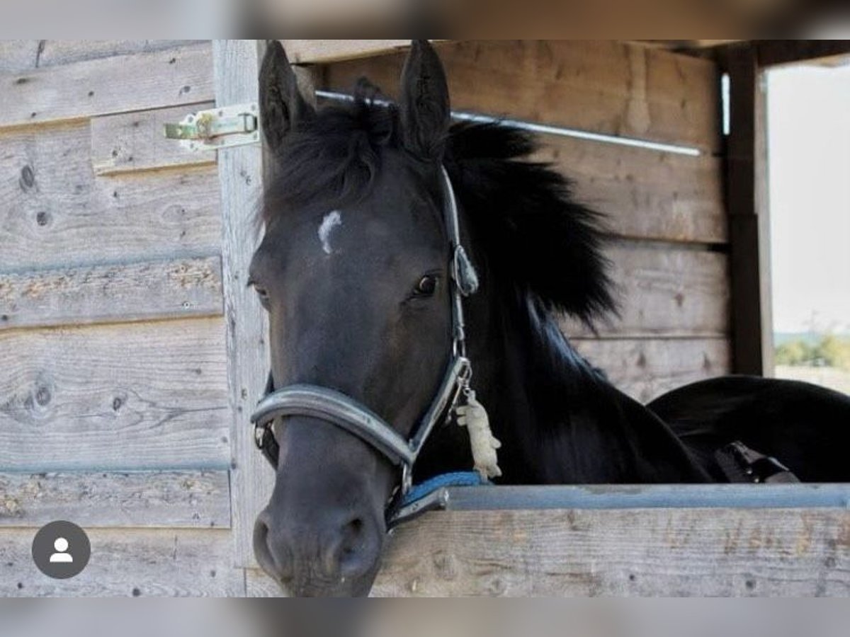 Fries paard Mix Ruin 12 Jaar 148 cm Zwart in Schöffengrund