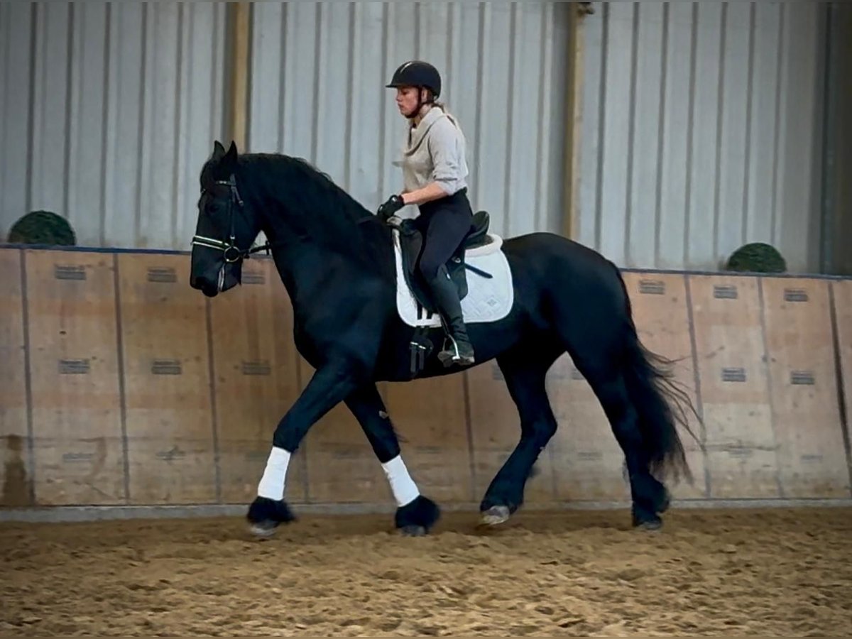 Fries paard Ruin 12 Jaar 165 cm Zwart in Neustadt (Wied)