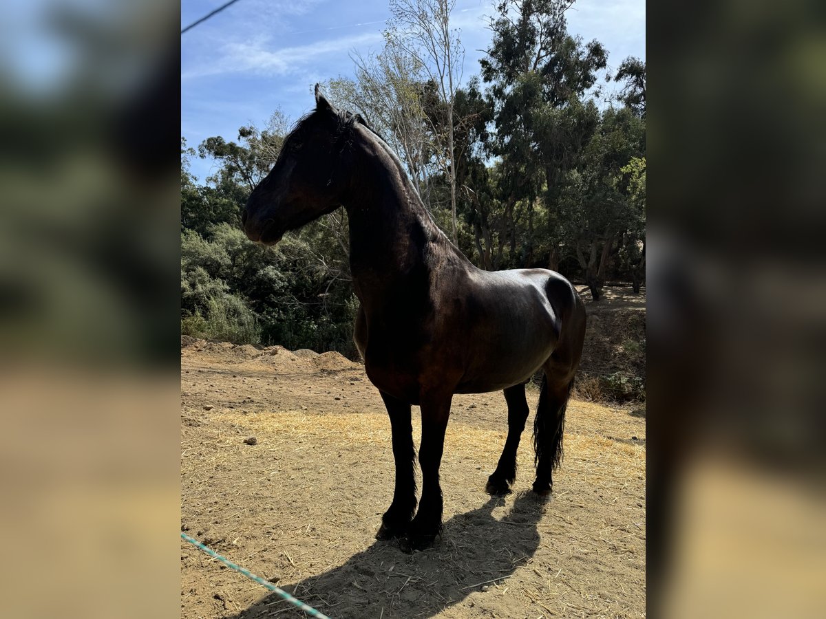 Fries paard Ruin 13 Jaar 160 cm Zwart in Monda