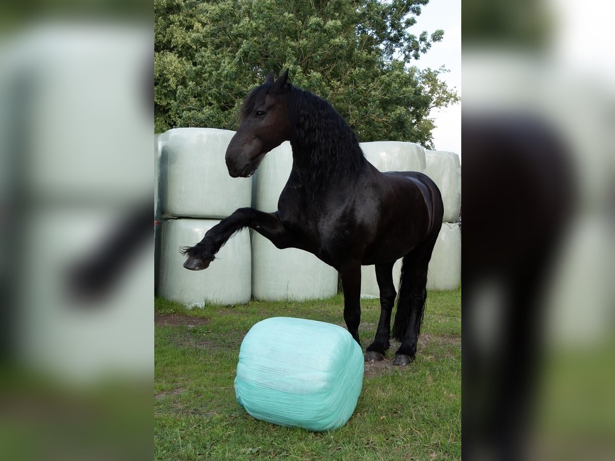 Fries paard Ruin 14 Jaar 162 cm Zwart in Kiel