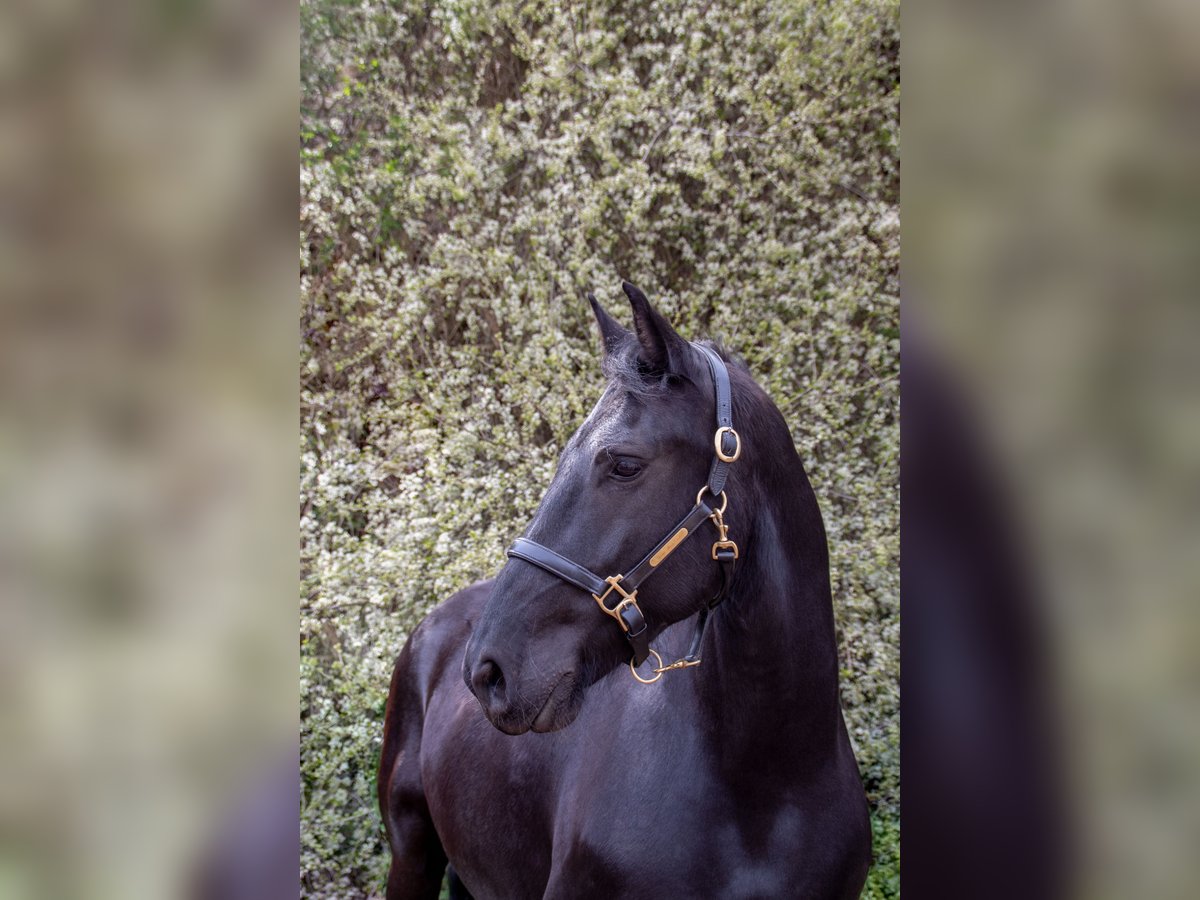 Fries paard Ruin 14 Jaar 163 cm Zwart in Nettersheim