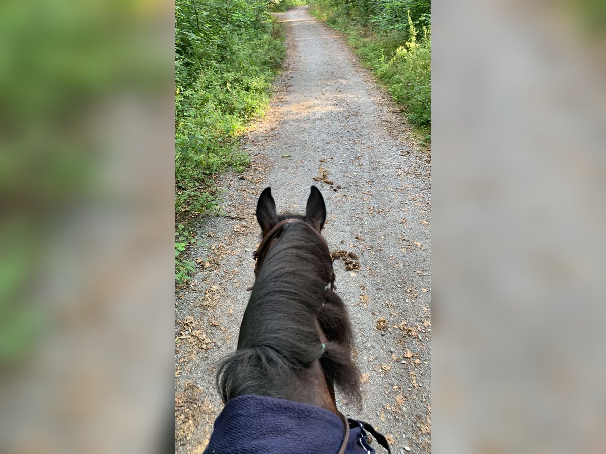 Fries paard Mix Ruin 15 Jaar 158 cm Zwart in Hemmingen