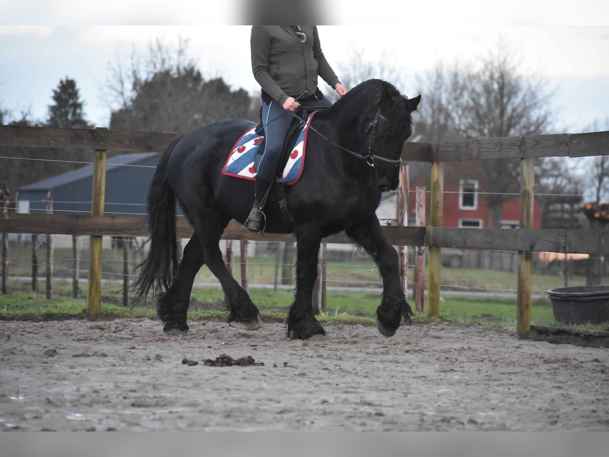 Fries paard Ruin 15 Jaar Zwart in Achtmaal