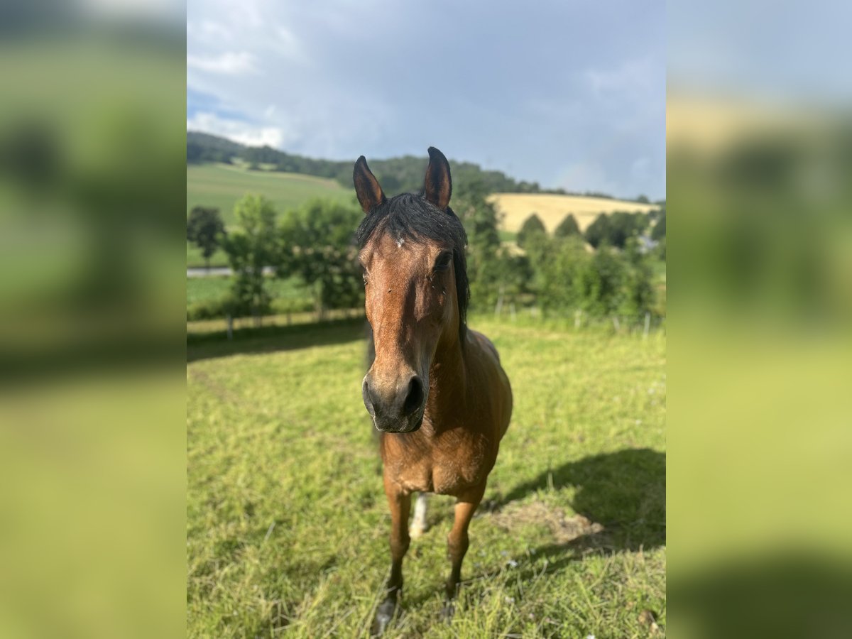 Fries paard Mix Ruin 17 Jaar 155 cm Bruin in Wolfhagen