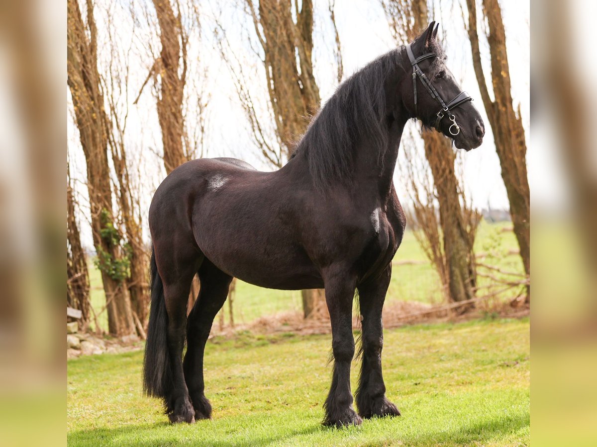 Fries paard Ruin 17 Jaar 161 cm Zwart in Zevenhoven