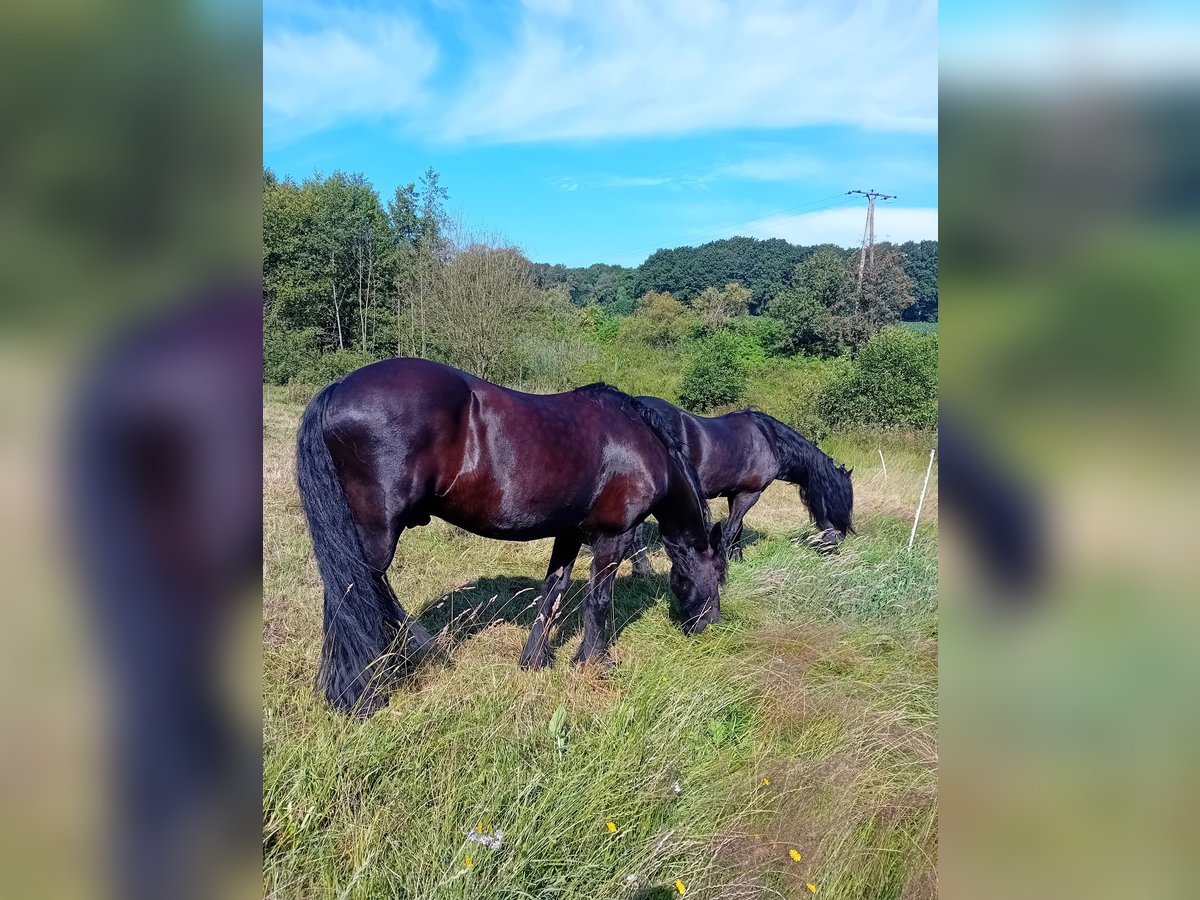 Fries paard Ruin 18 Jaar 158 cm Zwart in Uelsen