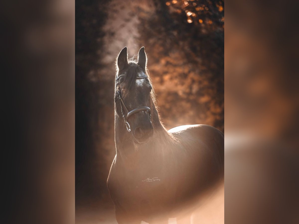 Fries paard Ruin 18 Jaar 160 cm Zwart in Pforzheim
