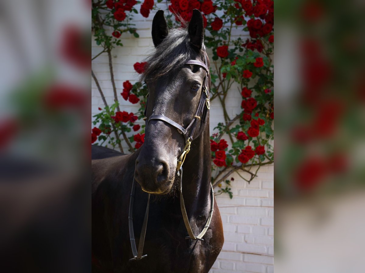 Fries paard Ruin 18 Jaar 168 cm Zwart in Venlo