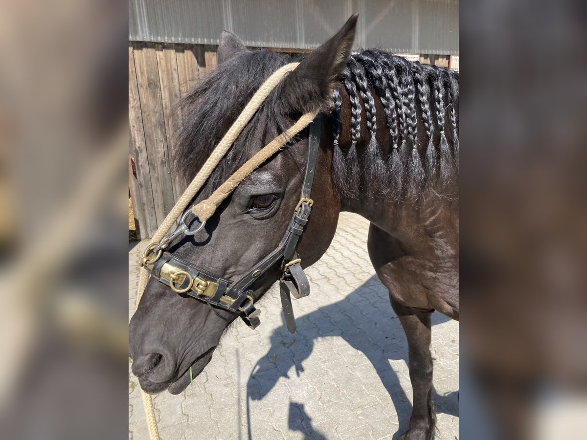 Fries paard Mix Ruin 19 Jaar 154 cm Zwart in Grabenstetten