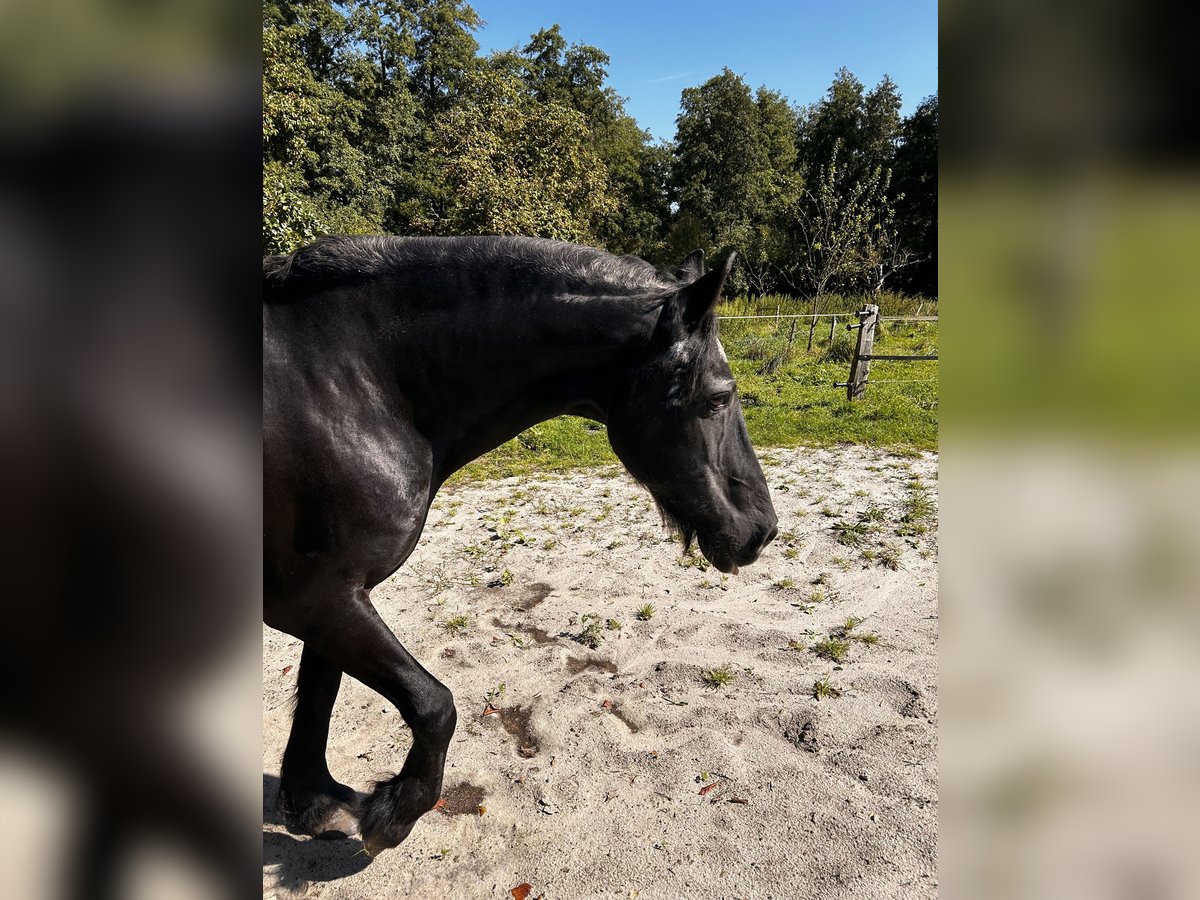 Fries paard Ruin 19 Jaar 158 cm in Zetel