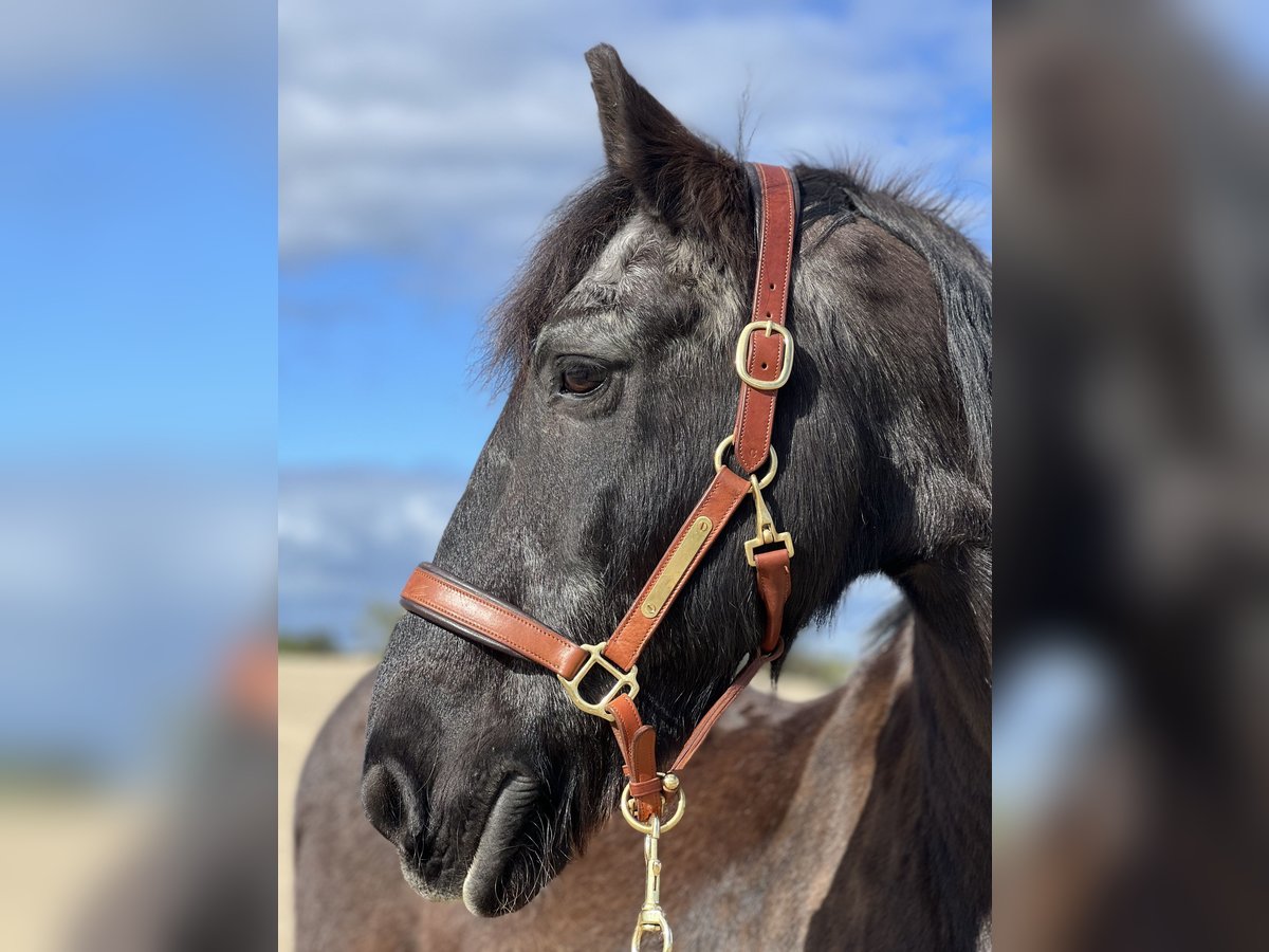 Fries paard Ruin 25 Jaar 160 cm Zwart in Hamburg Heimfeld