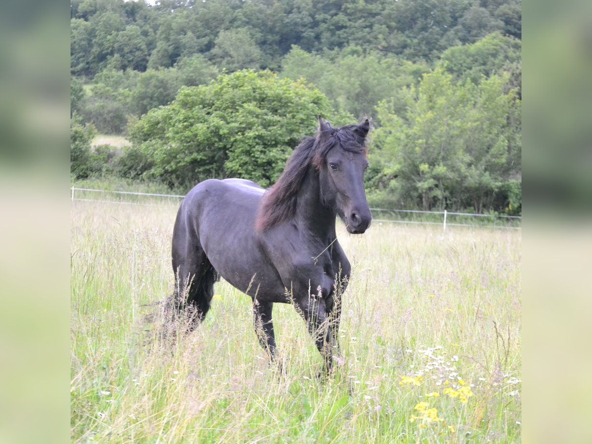 Fries paard Ruin 3 Jaar 152 cm Zwart in Goudourville