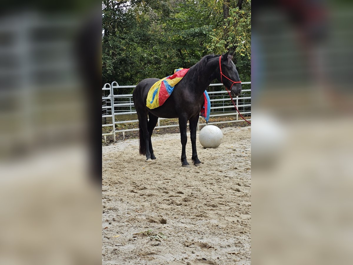 Fries paard Mix Ruin 3 Jaar 161 cm Zwart in Bad Camberg