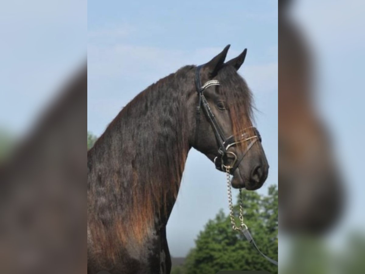 Fries paard Ruin 3 Jaar 163 cm Zwart in Bad Kleinkirchheim