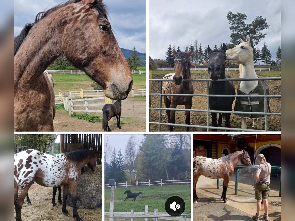 Fries paard Mix Ruin 3 Jaar 170 cm Appaloosa in Anger