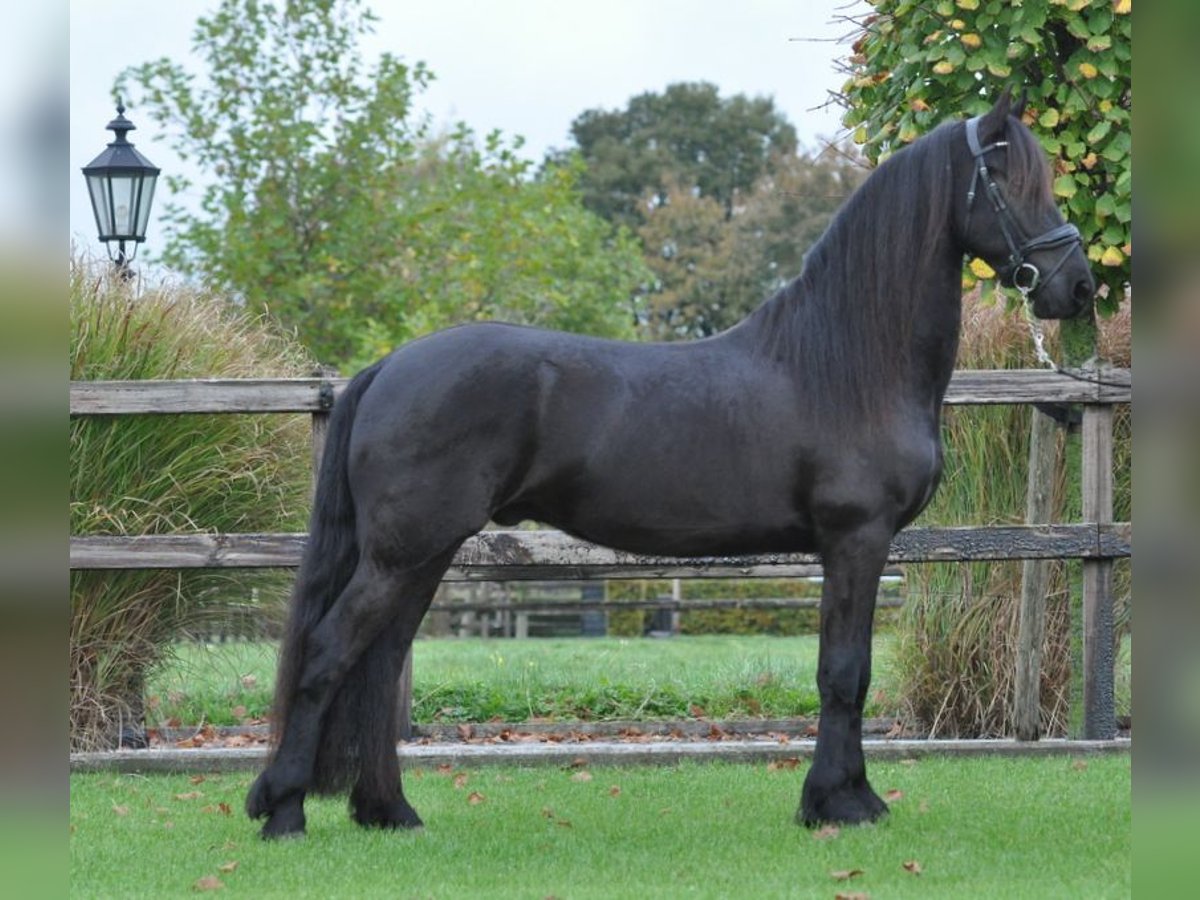 Fries paard Ruin 4 Jaar 155 cm Zwart in Lunteren