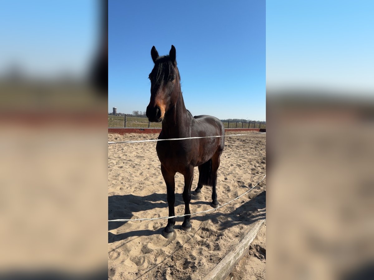 Fries paard Ruin 4 Jaar 163 cm Bruin in Landsmeer