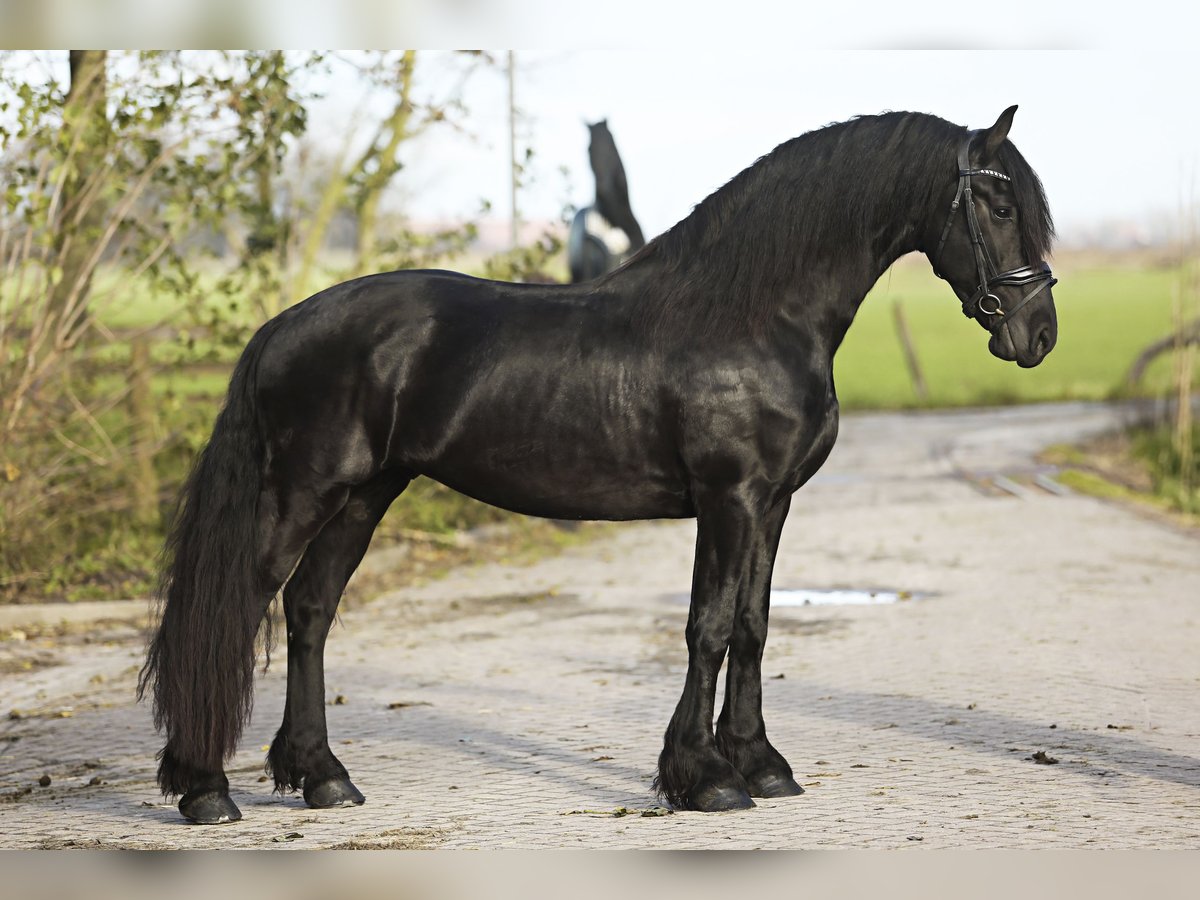 Fries paard Ruin 4 Jaar 164 cm Zwart in Britswert