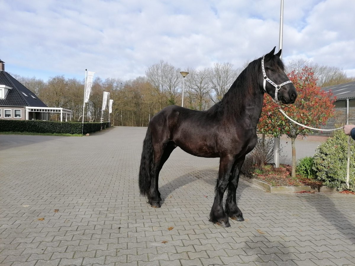 Fries paard Ruin 4 Jaar 165 cm Zwart in Dalen