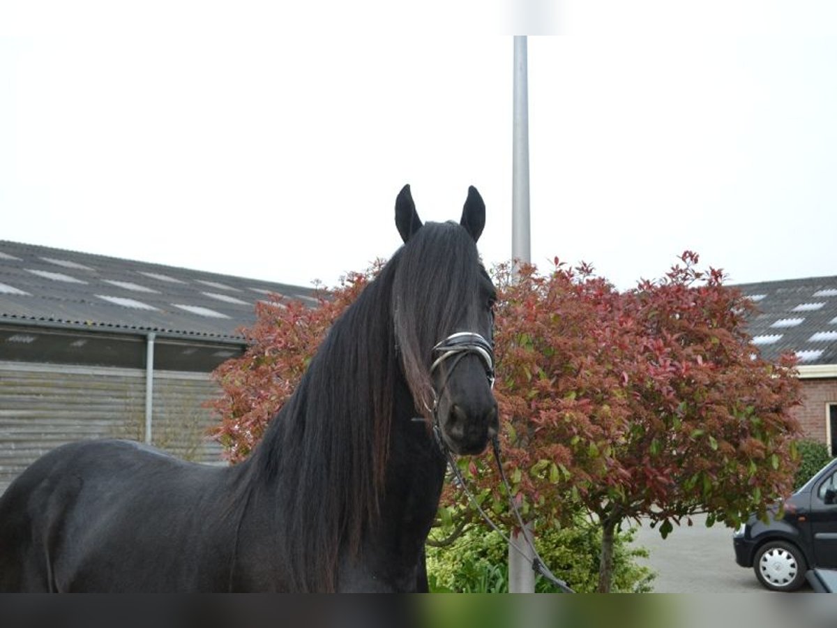 Fries paard Ruin 4 Jaar 166 cm Zwart in Dalen