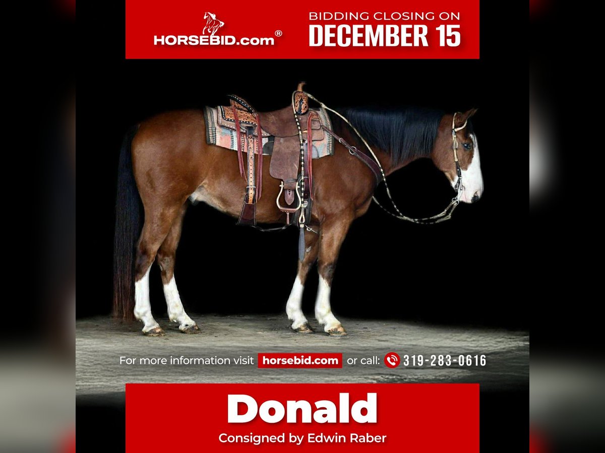 Fries paard Ruin 4 Jaar 168 cm Roodbruin in Fairbank