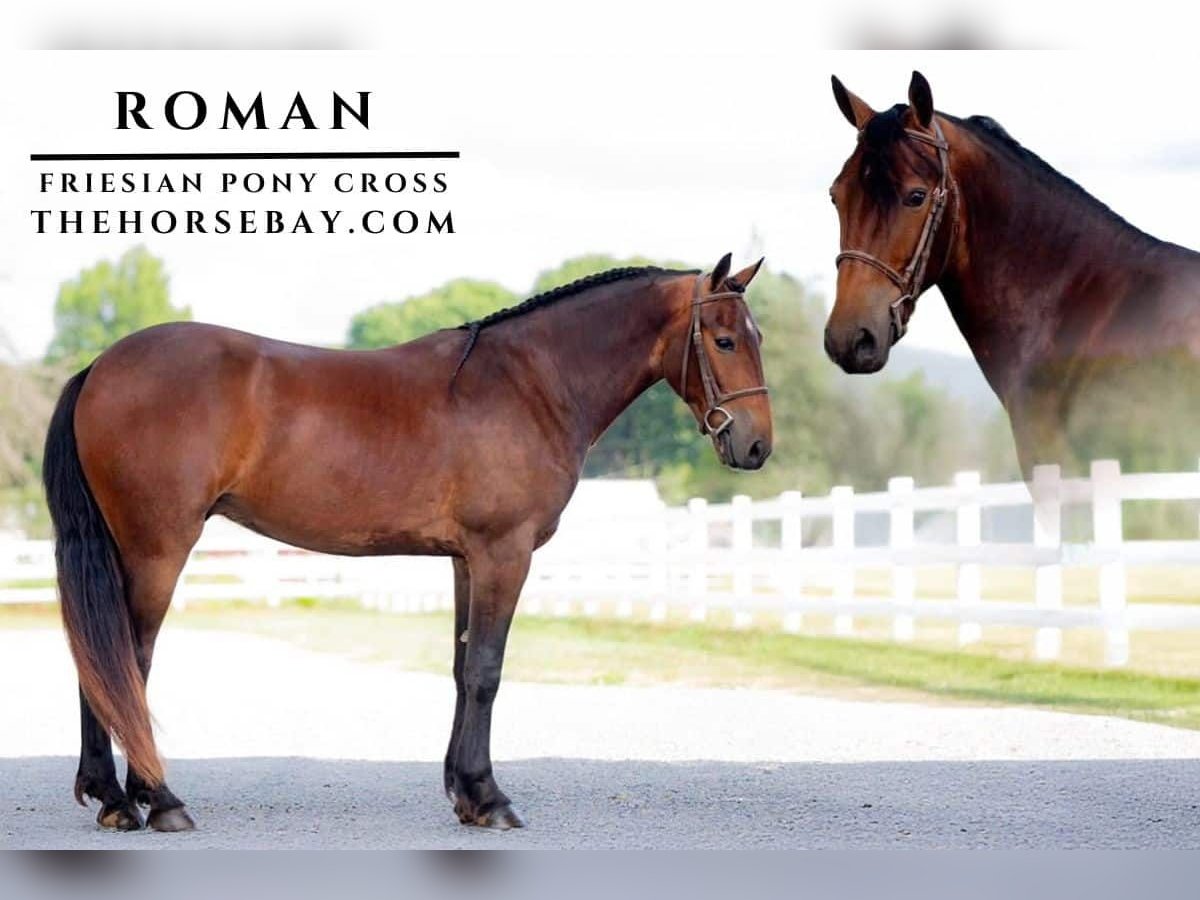 Fries paard Ruin 4 Jaar in Roy, WA