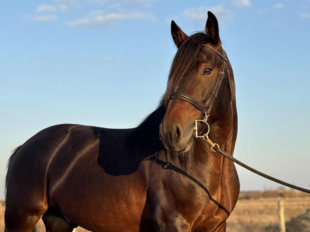 Fries paard Mix Ruin 5 Jaar 153 cm in Szarvas