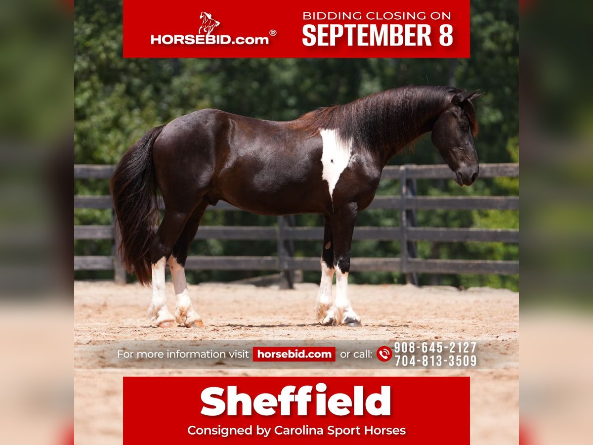 Fries paard Mix Ruin 5 Jaar 155 cm Gevlekt-paard in Clover