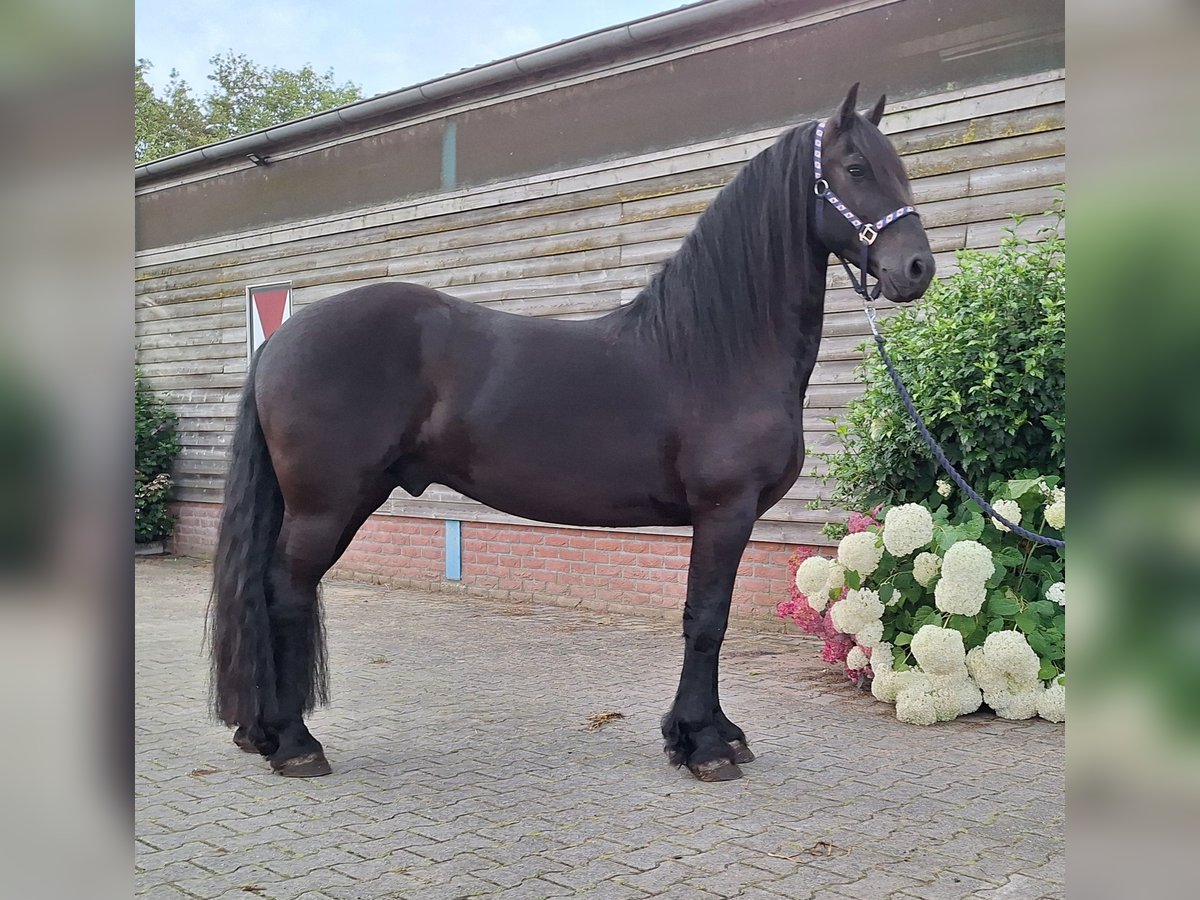 Fries paard Ruin 5 Jaar 158 cm Zwart in Dalen