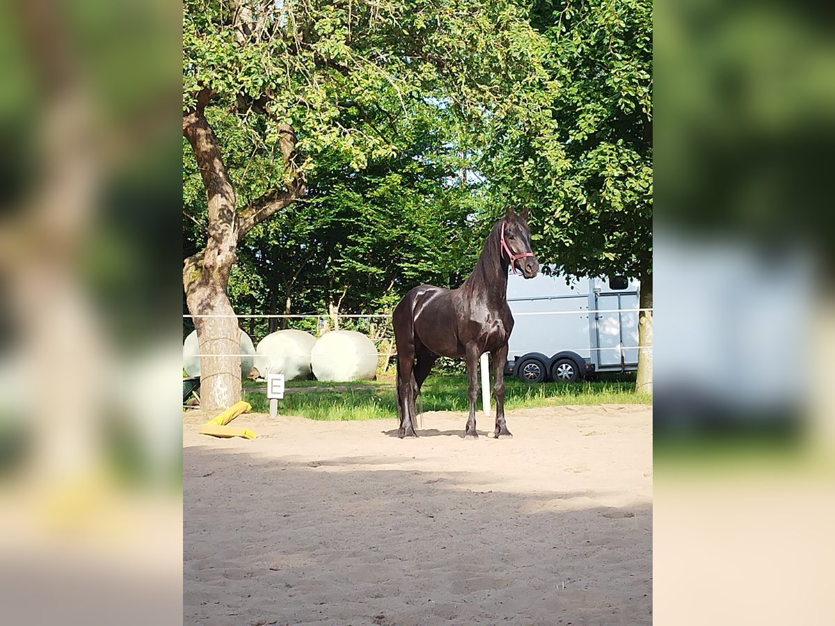Fries paard Ruin 5 Jaar 165 cm Zwart in Seefeld
