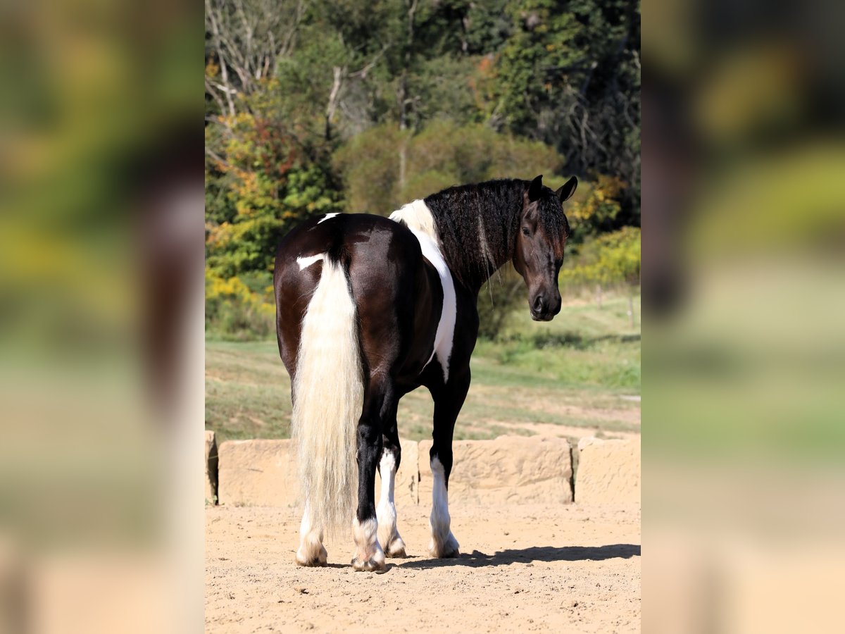 Fries paard Mix Ruin 5 Jaar 168 cm Tobiano-alle-kleuren in Millersburg