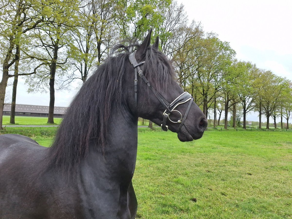 Fries paard Ruin 5 Jaar 169 cm Zwart in Dalen