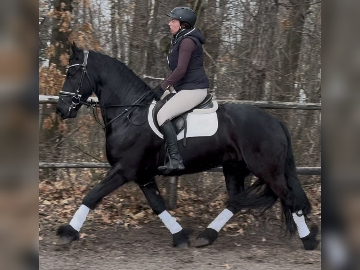 Fries paard Ruin 6 Jaar 161 cm Zwart in Leer (Ostfriesland)